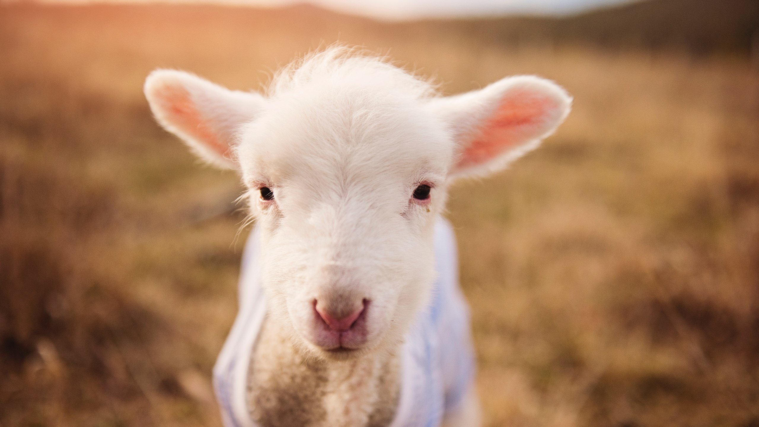 当战术洪流遭遇定海神针，活塞如何用系统禁锢步行者，伦纳德又凭何始终在线？