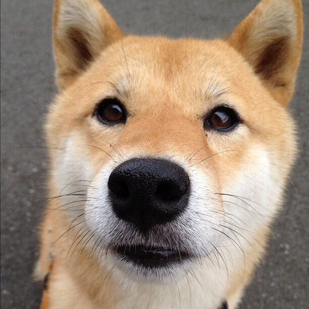 后防核心的进攻启示,当阿拉巴的锋芒照亮阿根廷的夺冠之路