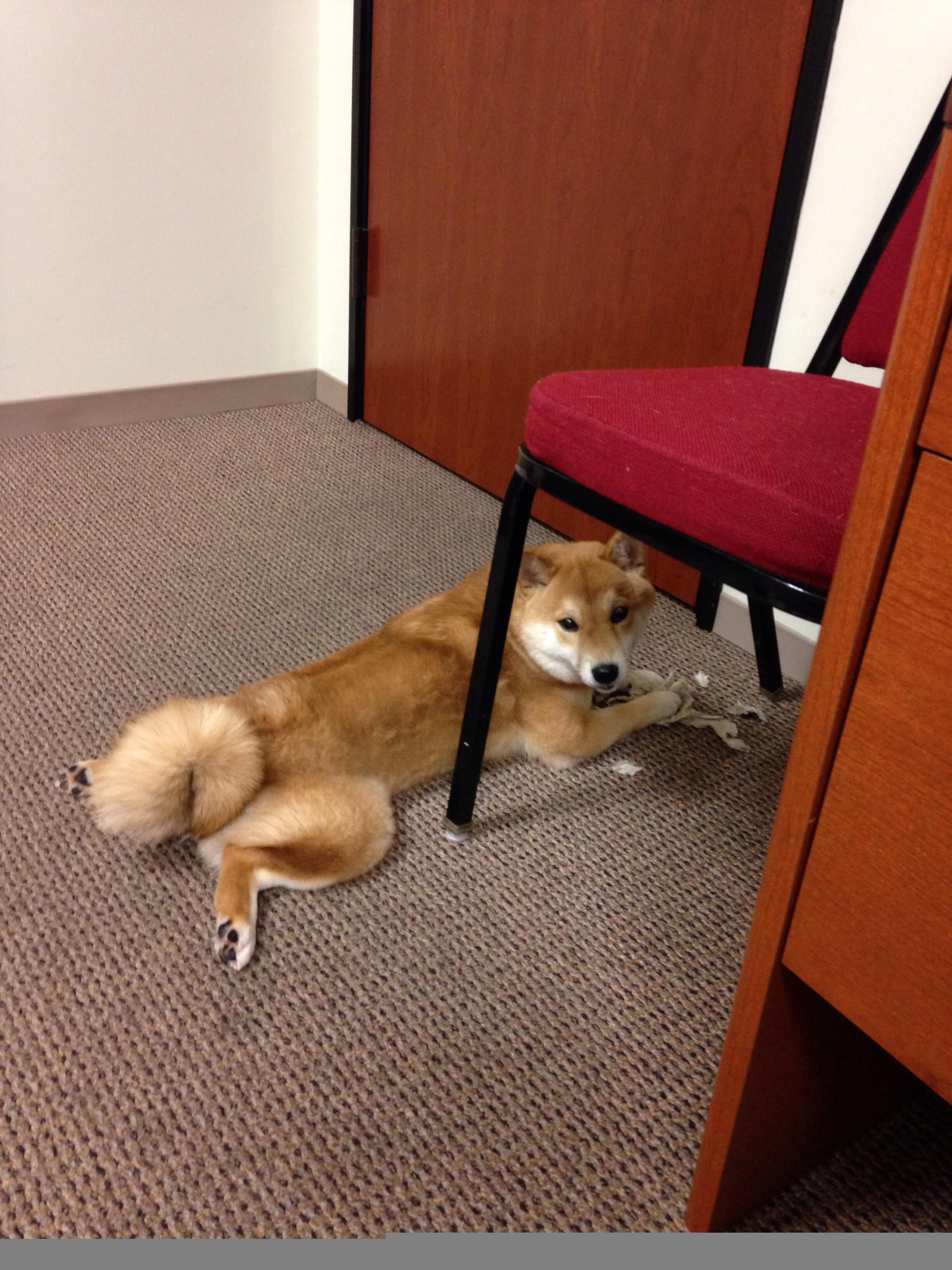 篮球之翼席卷足球圣殿，杰伦·格林的国家德比接管时刻