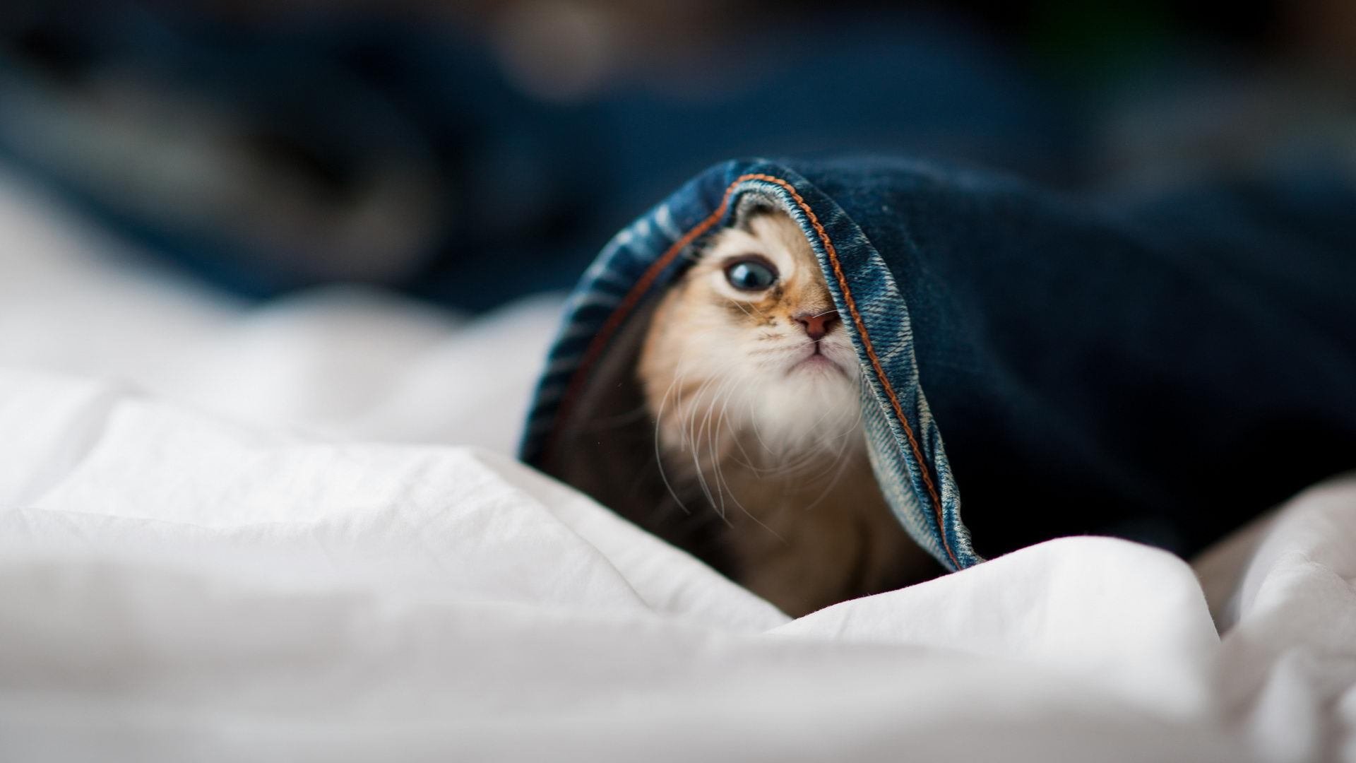 光的审判，当太阳焚毁雷霆，谁在灰烬中重生？