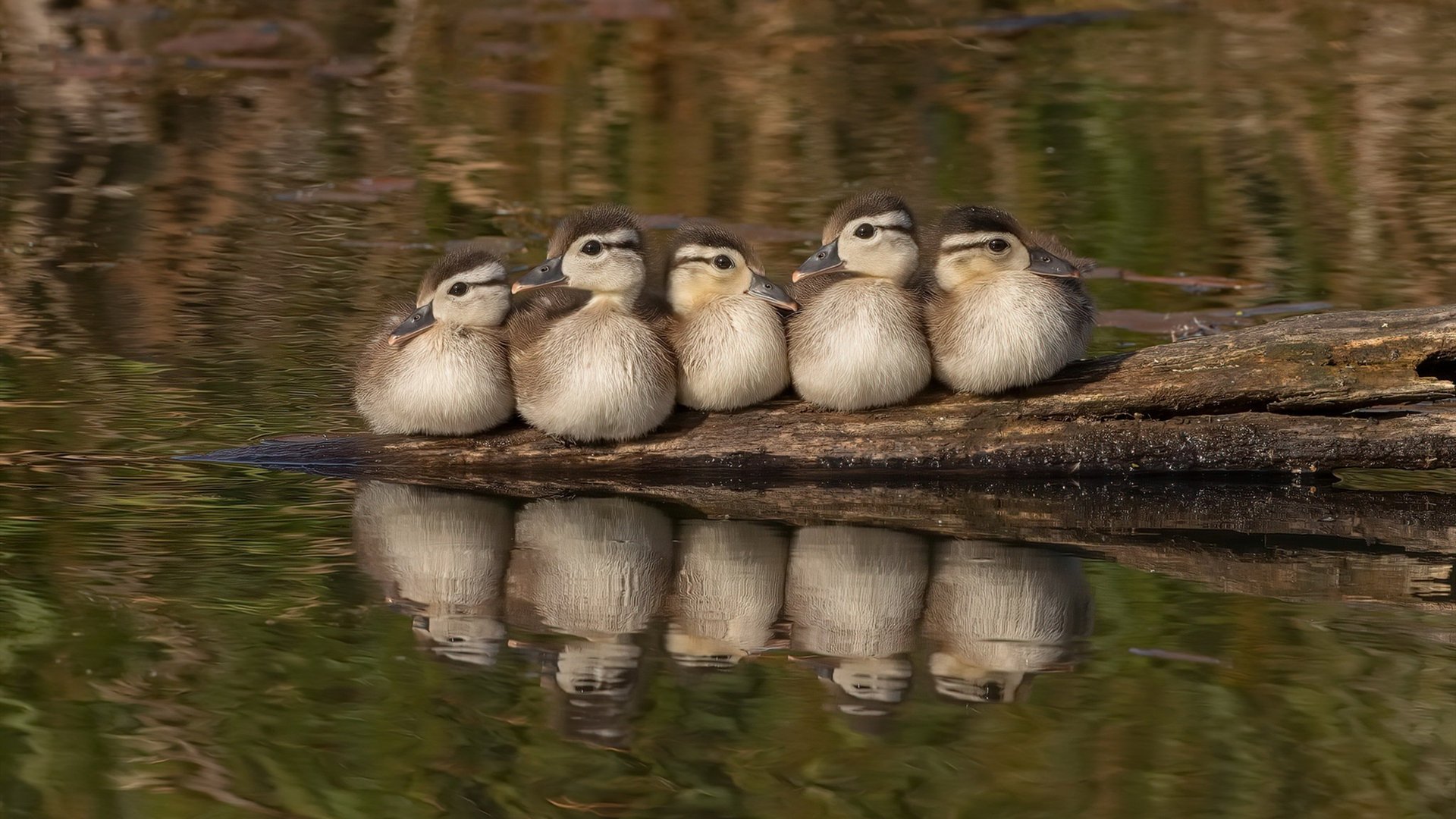 从寂静到沸腾，罗德里戈如何以一己之力重绘欧冠半决赛的战术版图
