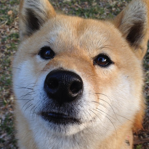 绿茵交响曲，爱尔兰如何以整体足球全面压制法国，京多安化身战术总工程师