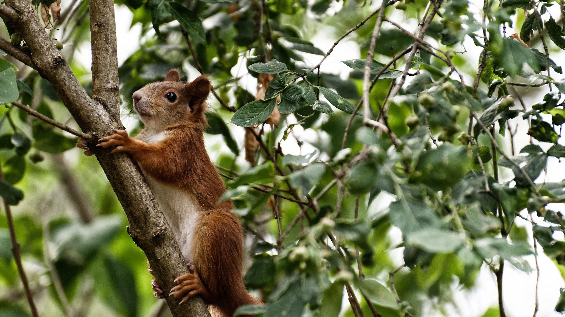 托尼一鸣惊人，几内亚火力全开压制土耳其